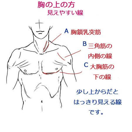 コレクション 男性 上半身 筋肉 イラスト