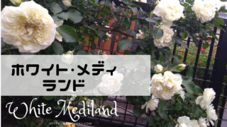 ホワイトメディランド