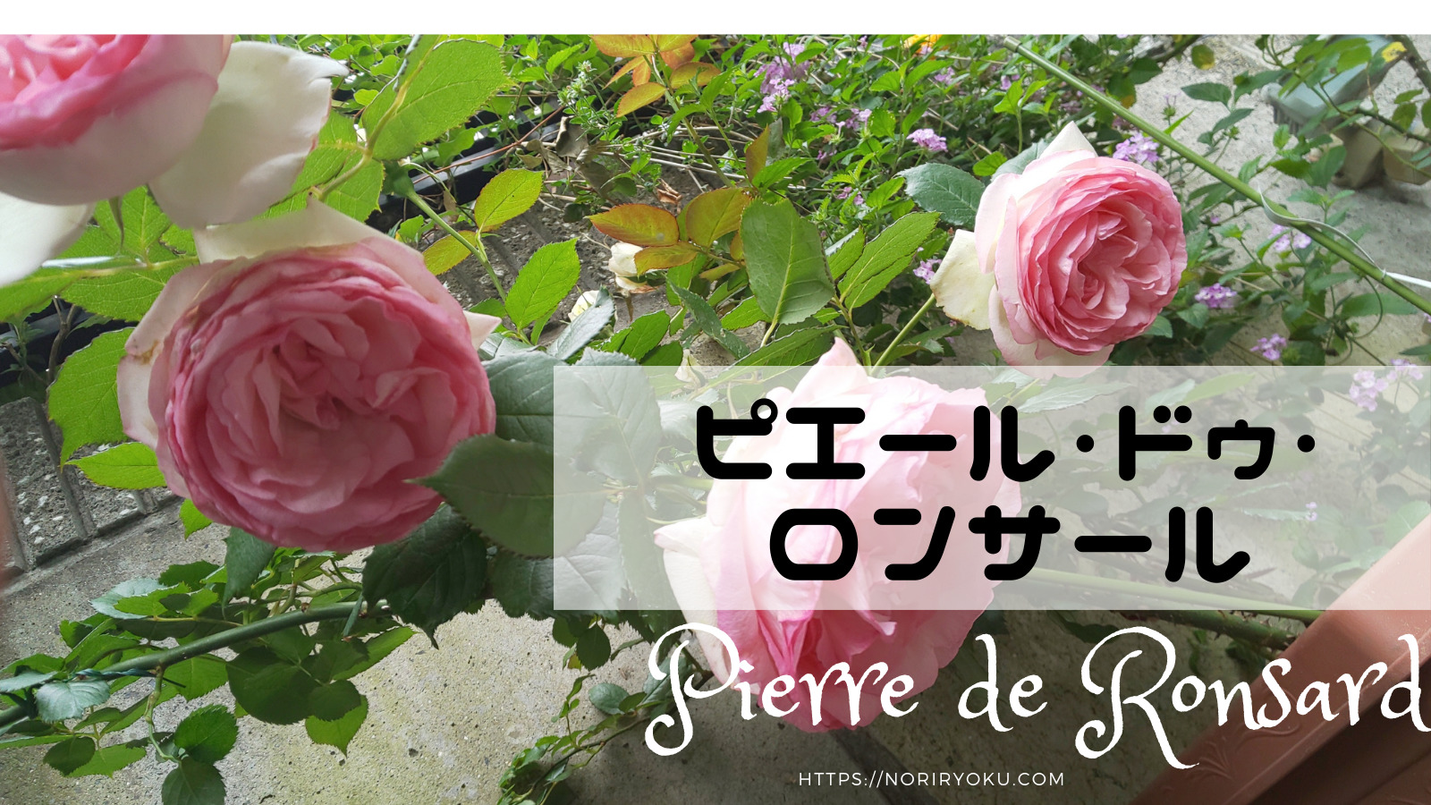 オススメのバラ 買って良かった薔薇品種ピエールドゥロンサール イッポヲブログ イラストの描き方 バラの剪定方法 マイルを貯めて旅行など情報サイト