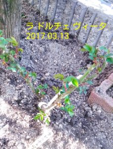 ラドルチェ6-1