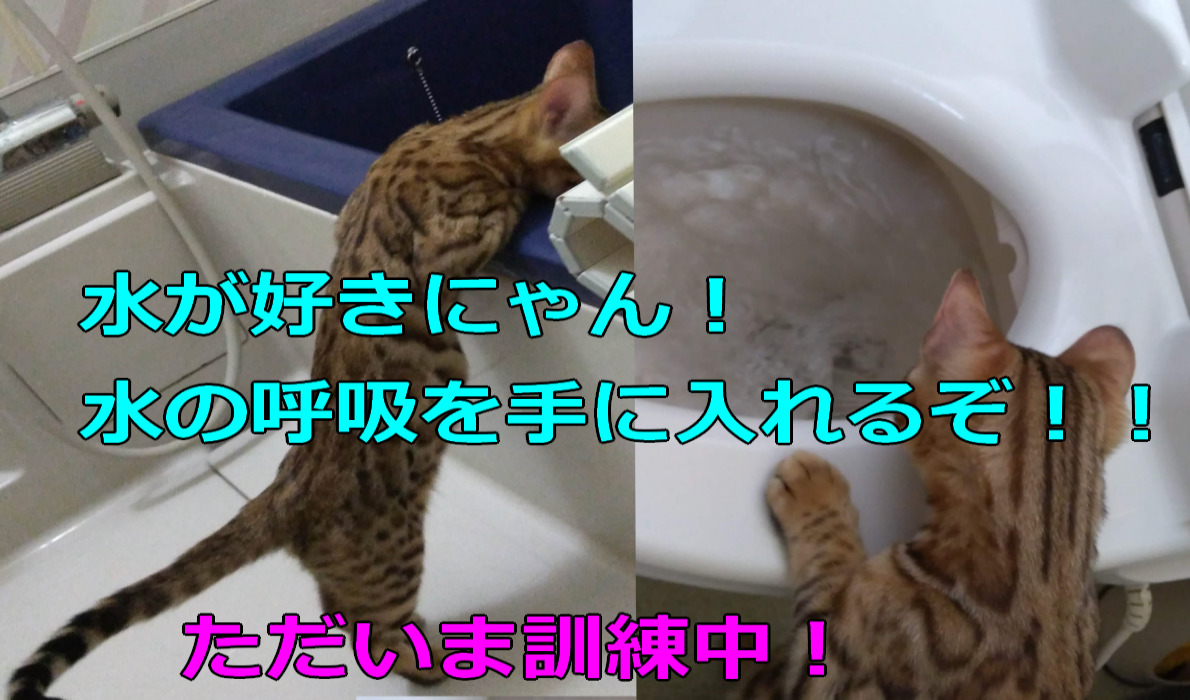 猫の人気動画 おもしろ かわいい 我家の水が大好きニャン イッポヲブログ イラストの描き方 バラの剪定方法 マイルを貯めて旅行など情報サイト