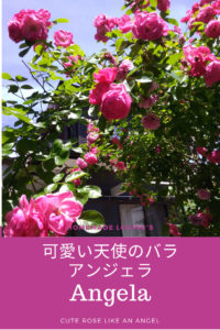 アンジェラ6
