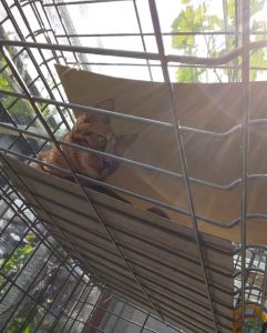 猫の野外ケージ
